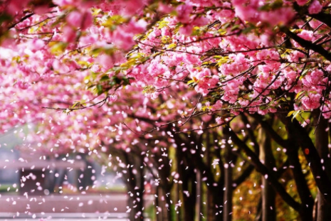 二十四节气第六节 | 谷雨：雨生百谷春欲尽，花事阑珊赏牡丹-幼师课件网第20张图片